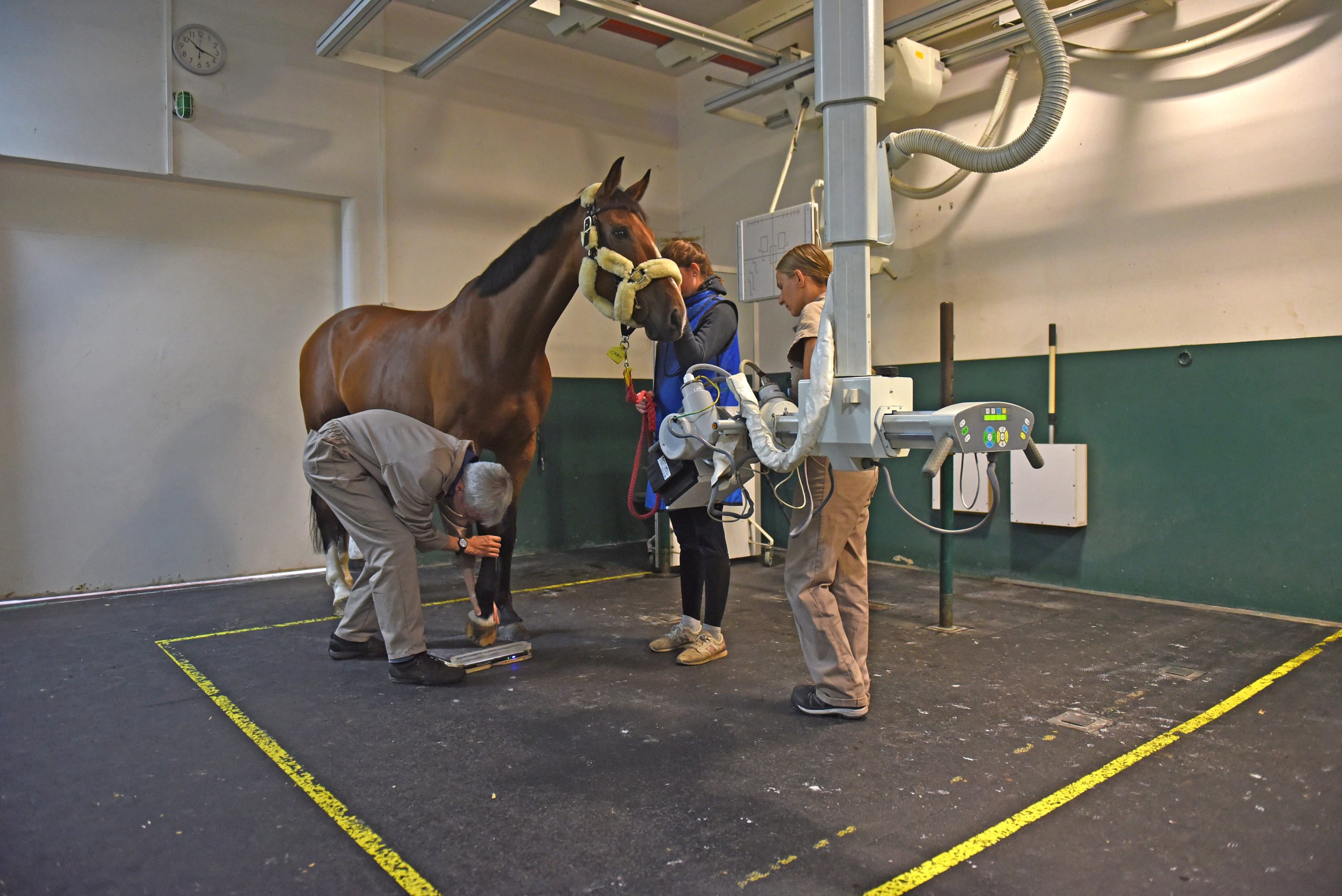 Le cheval, une filière d'excellence dans le Calvados