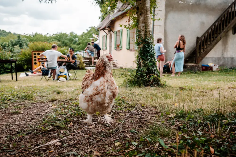 gros plan sur une poule dans un jardin avec en arrière plan des personnes attablées et d'autres debout
